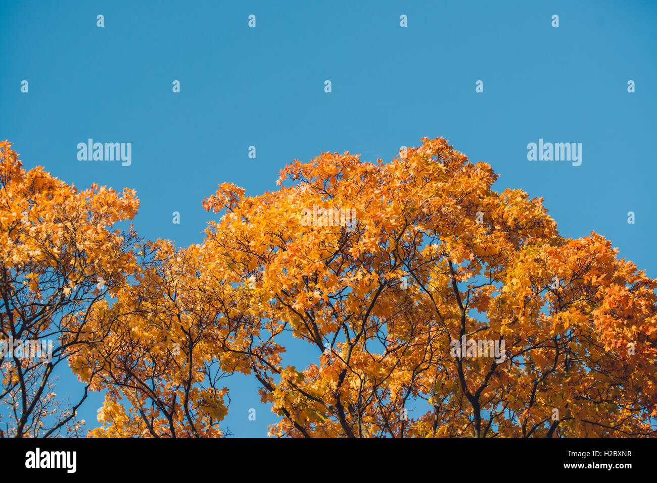 Autumn orange vivid mapple tree leaves with the blue sky background ...