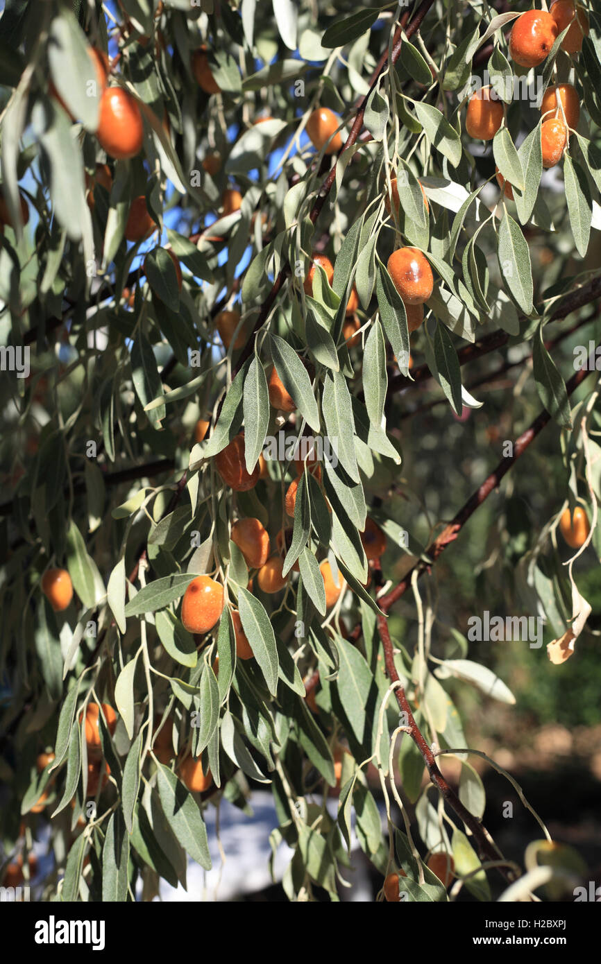 Olives growing on olive tree, Halkidiki, Macedonia, Greece Stock Photo