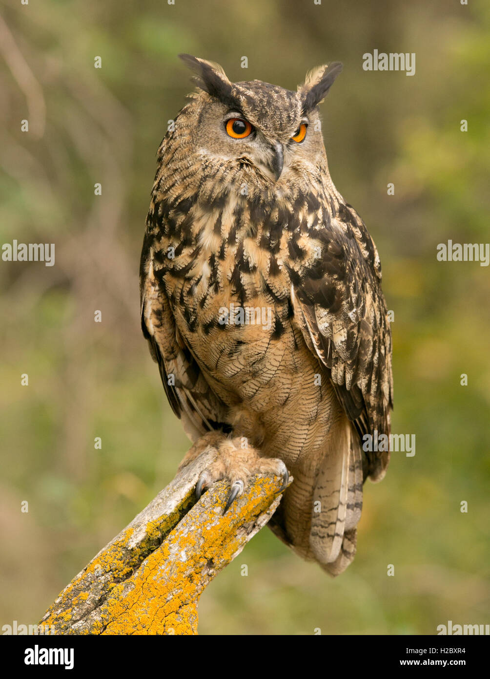 Eurasian Owl Perched On A Mossy Stump Stock Photo