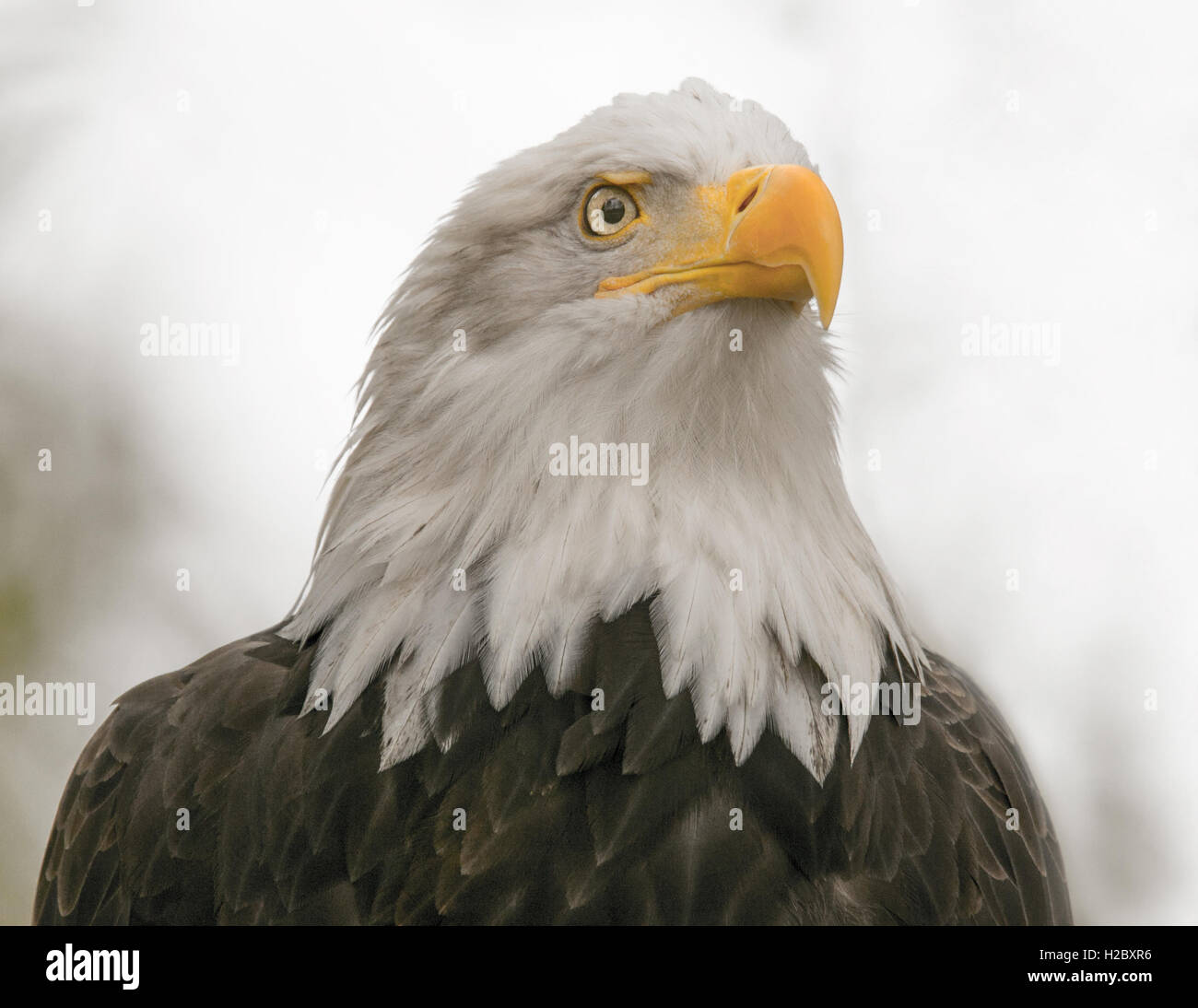 Majestic Bald Eagle Stock Photo