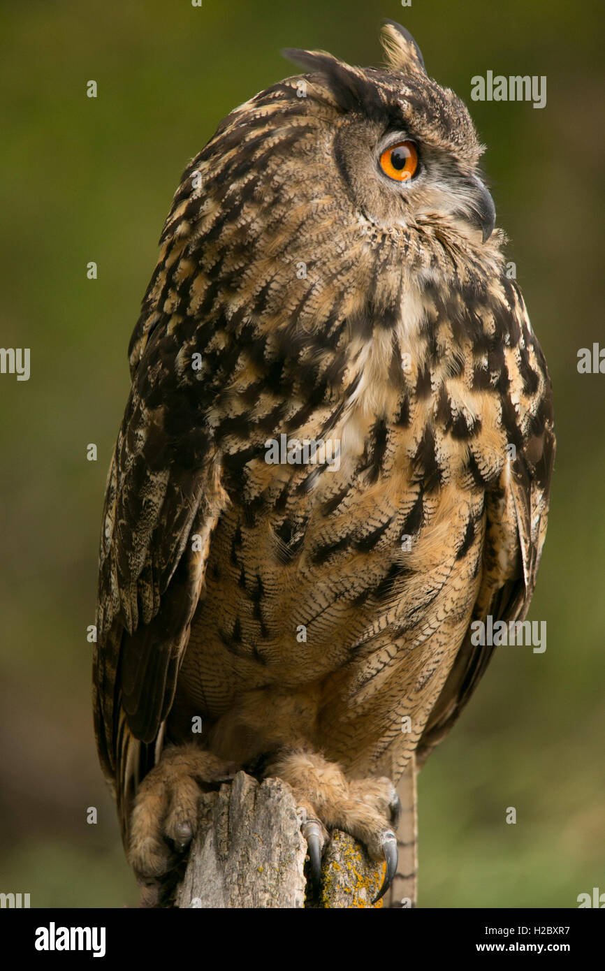Beautiful Eurasian Owl Stock Photo