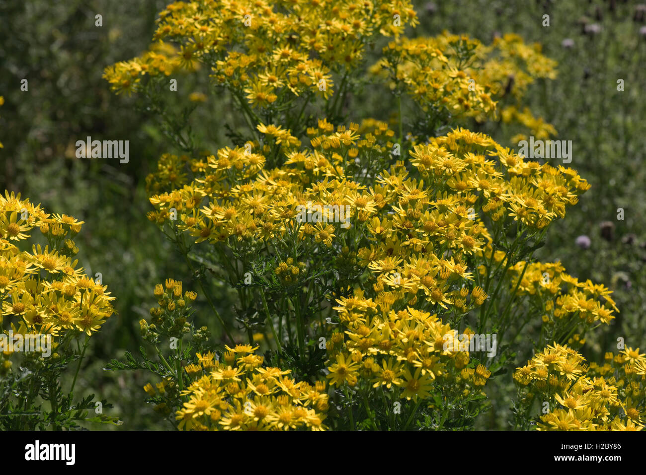 Yellow ragwort, Jacobaea vulgaris, flowering plant on Hungerford Common, Berkshire, August Stock Photo