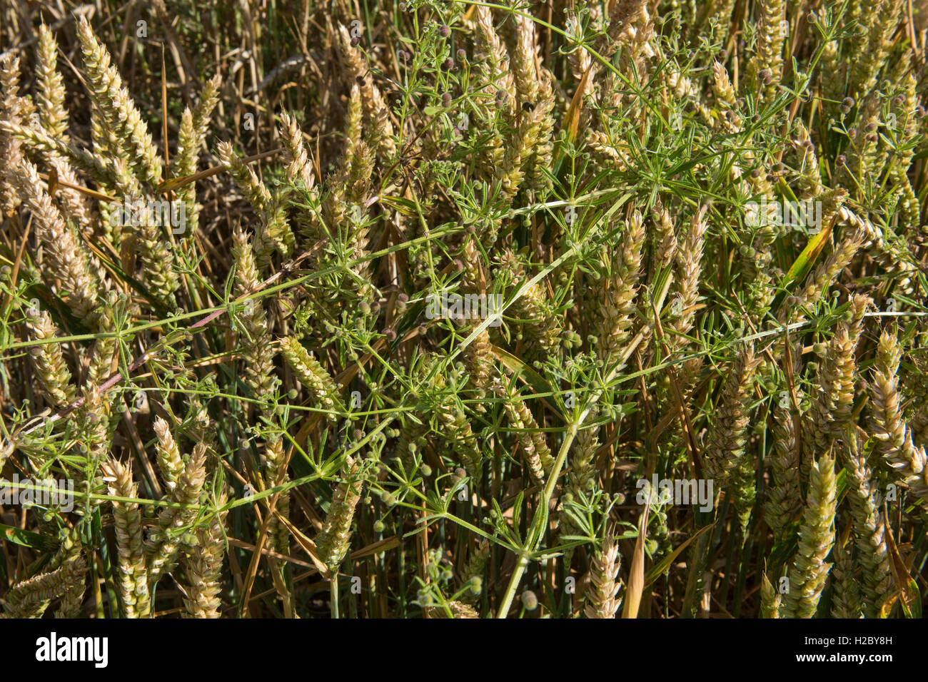 Cleavers, Galium aparine, growing through a ripe wheatr crop before harvest, Berkshire, July Stock Photo