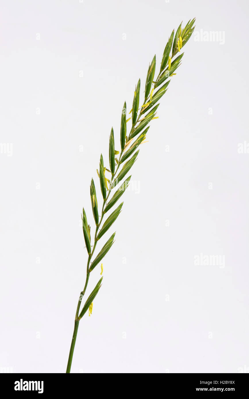 Couch grass, Elymus repens, flowering spike of important agricultural weed Stock Photo
