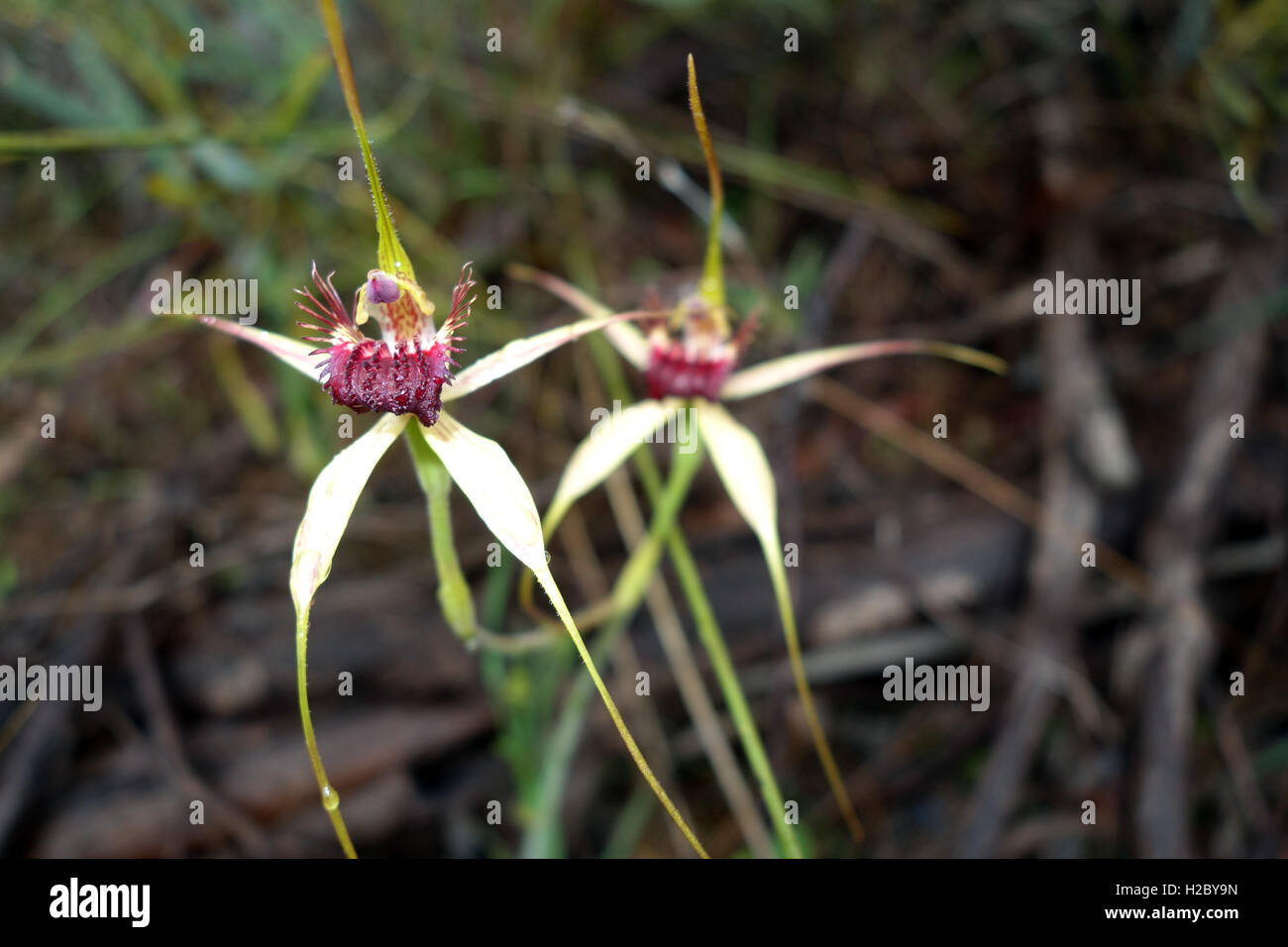 Carousel spider orchids (Caladenia arenicola), spring wildflowers in bushland at Wireless Hill Park, Perth, Western Australia Stock Photo