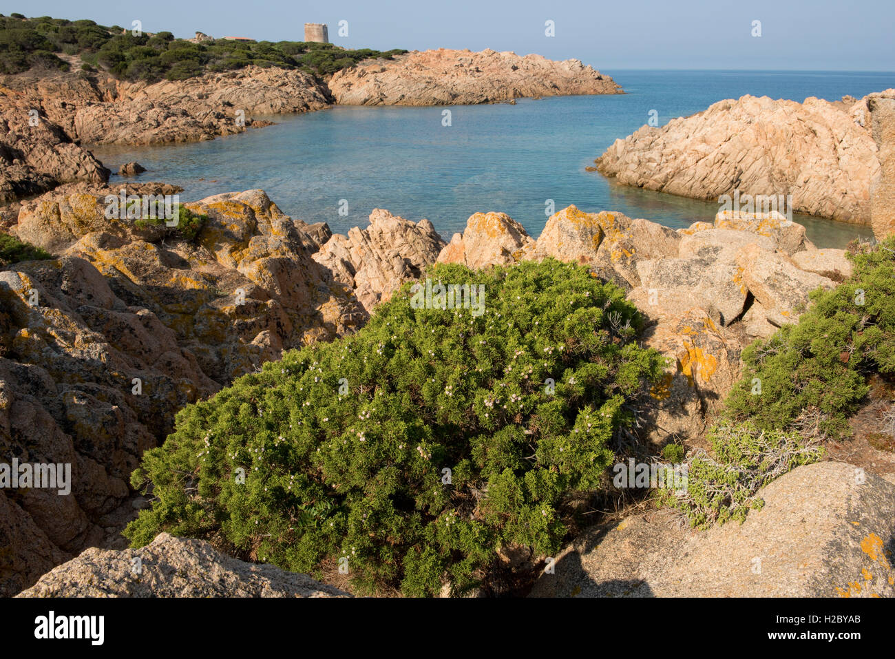 Phoenician juniper or arar, Juniperus phoenicia, with berries on the red granite coast of Isola Rosa, Sardinia Stock Photo