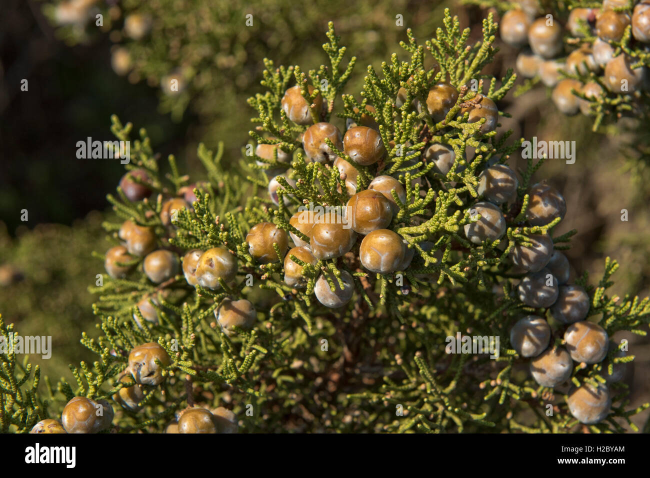 Phoenician juniper or arar, Juniperus phoenicia, with berries on the red granite coast of Isola Rosa, Sardinia Stock Photo