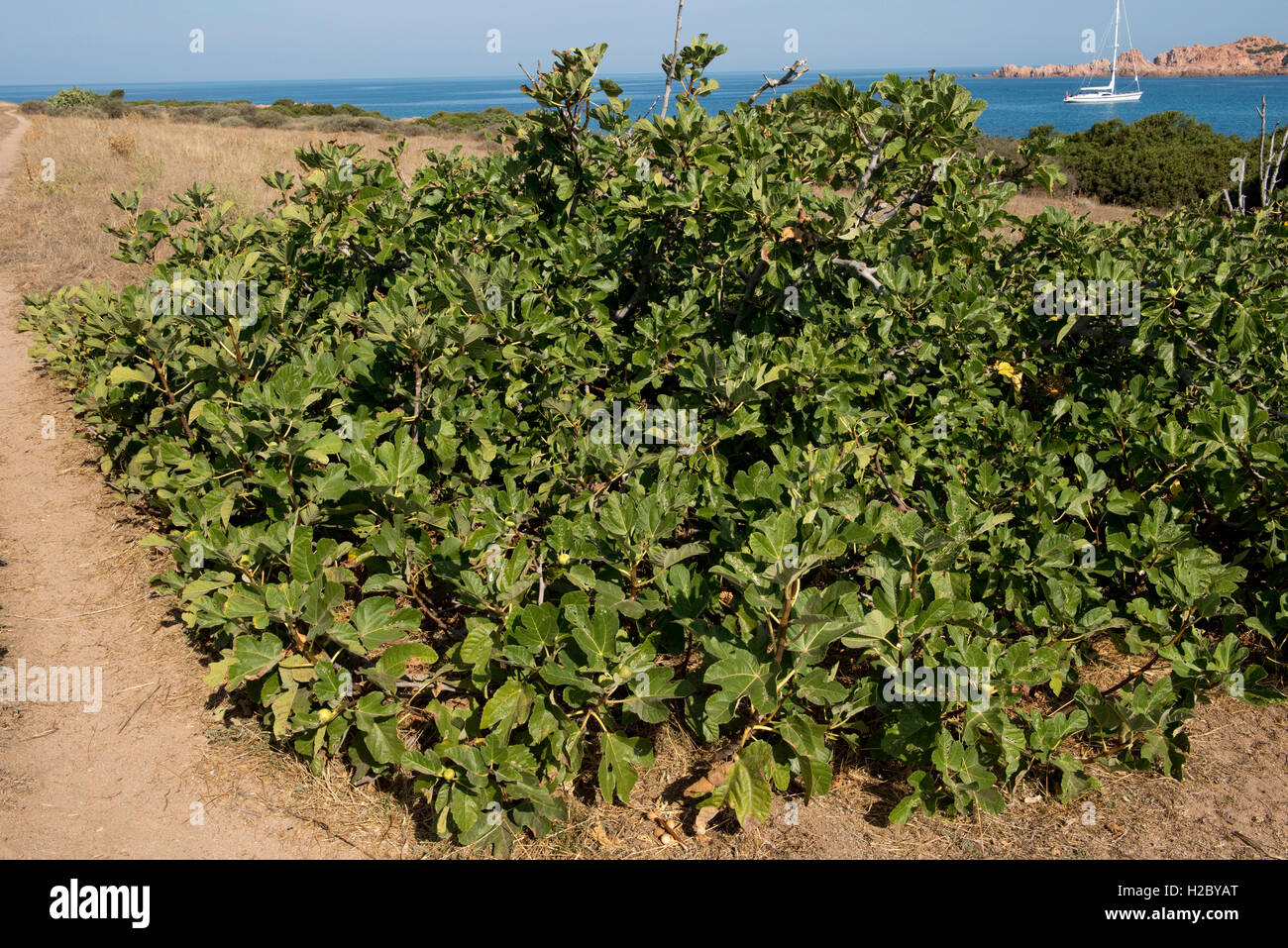 Wild fig tree, Ficus carica, prostrate shrub / tree on the coast of Sardinia, September Stock Photo