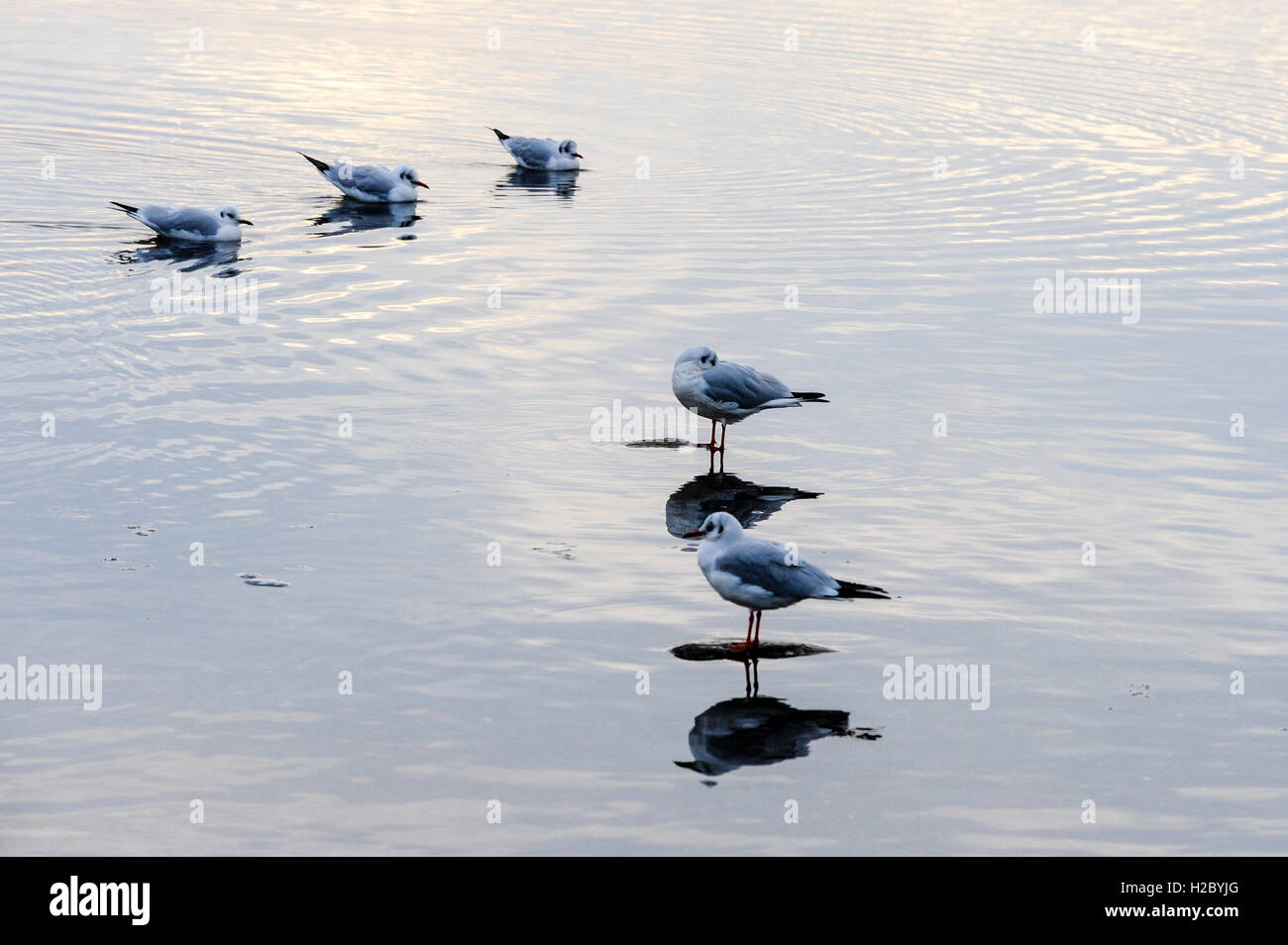 Norway, Stavanger, Hafrsfjord. Black headed Gulls in winter plumage. Stock Photo
