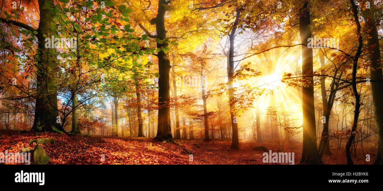Rays of gold sunlight in a misty forest with warm vibrant colors in ...