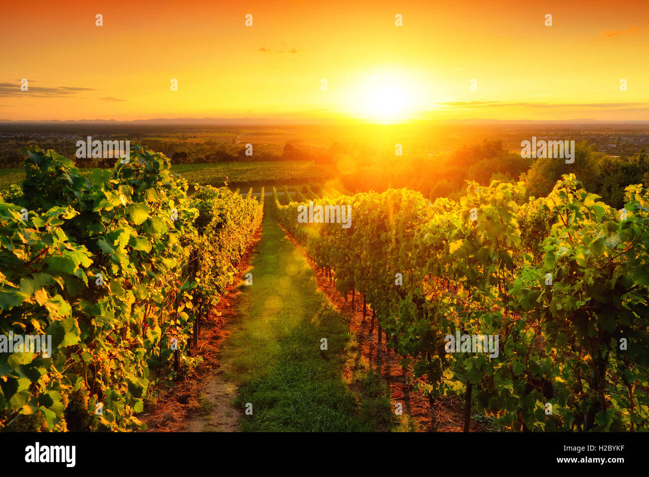 Landscape with a warmly illuminated vineyard on a hill and the warm sunset sky Stock Photo