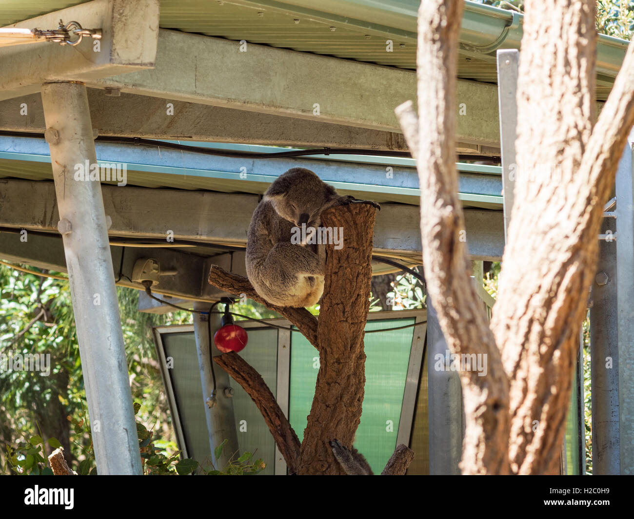 Sydney zoo koala hi-res stock photography and images - Alamy