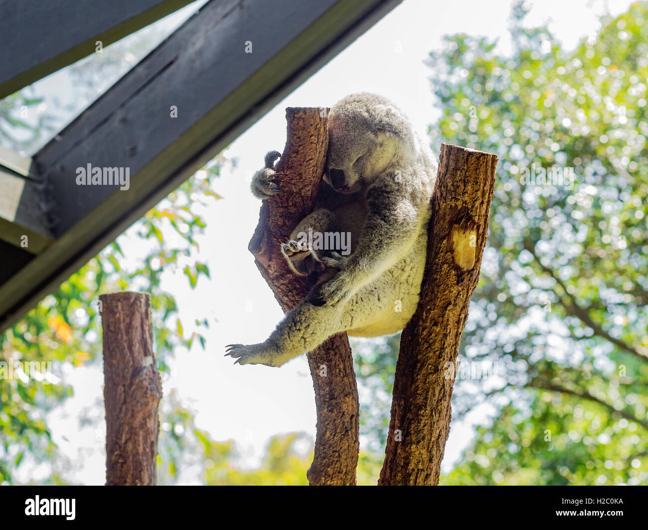 Sydney koala bear hi-res stock photography and images - Alamy