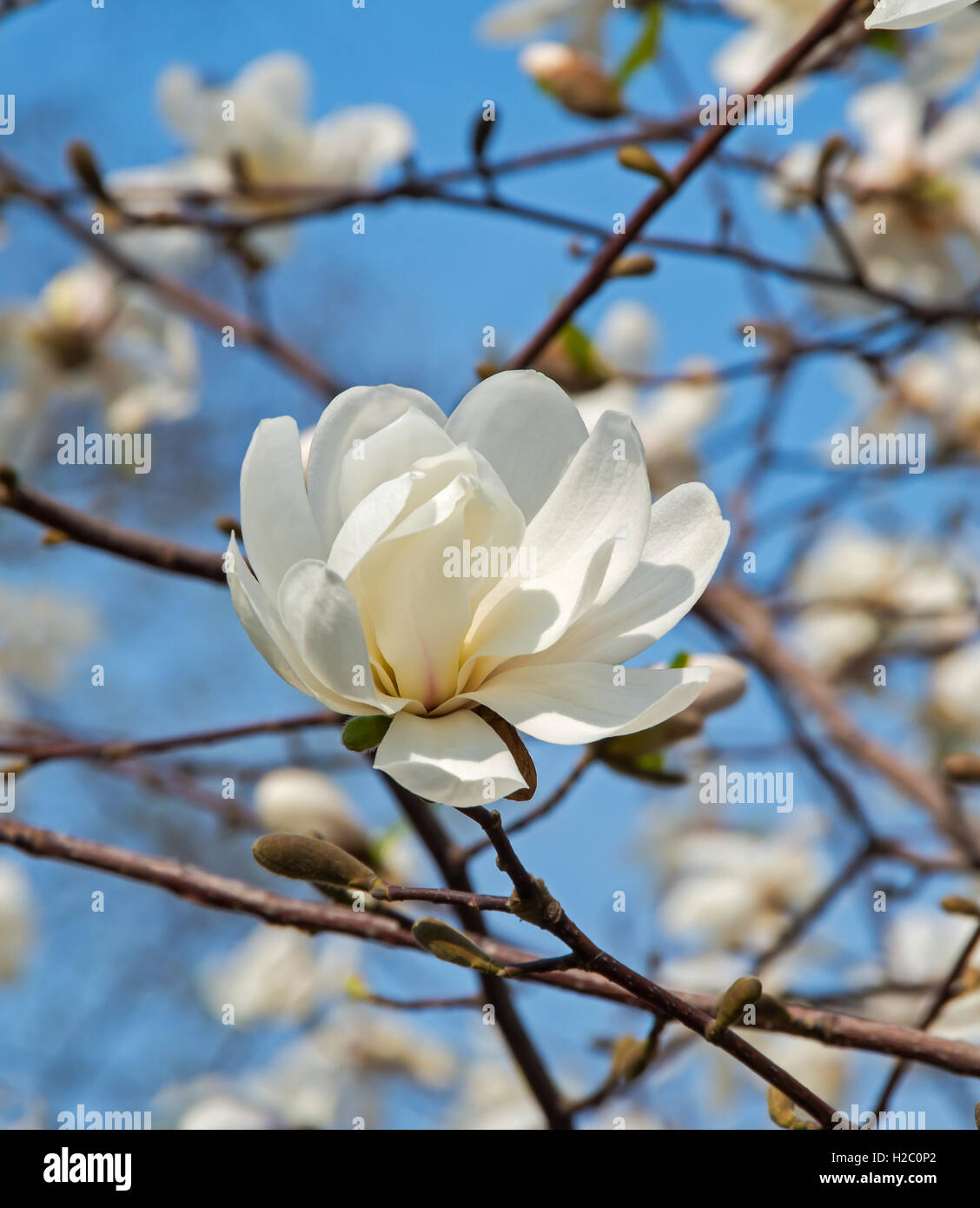 Flowering white magnolia in early spring in city park Stock Photo - Alamy