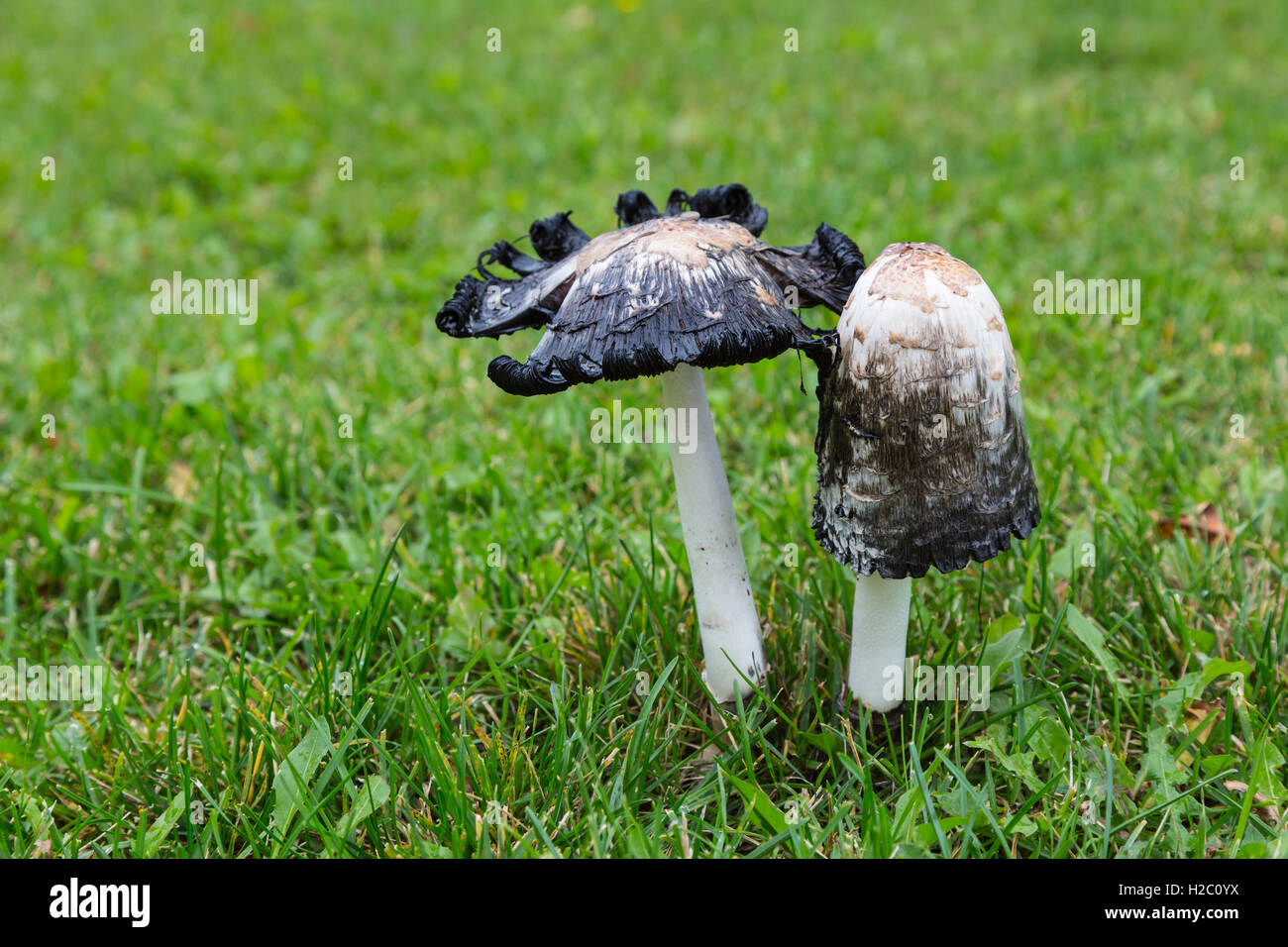 The Shaggy Mane lawn mushroom in the Bethel Heritage Park, Winkler, Manitoba, Canada. Stock Photo