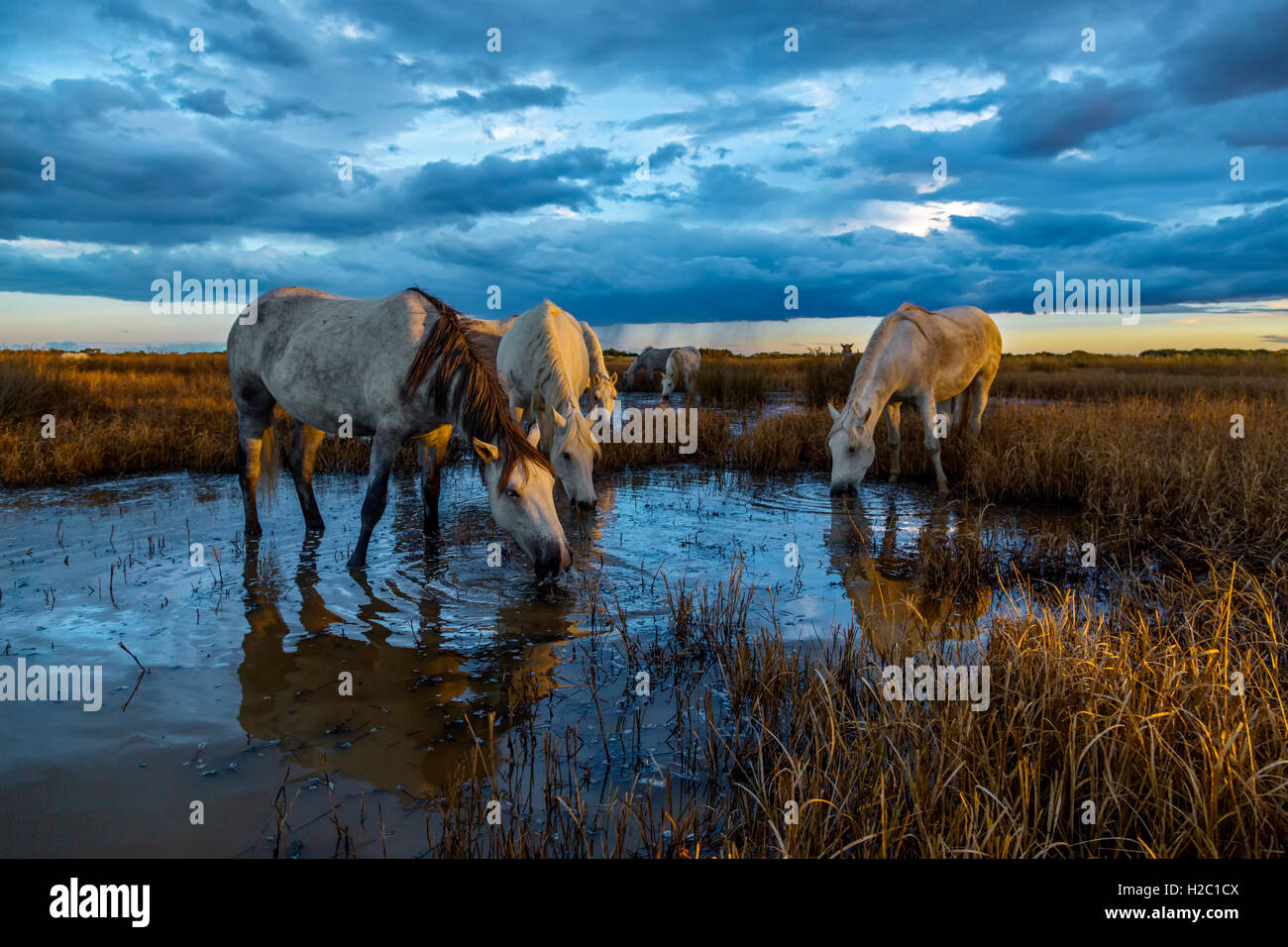 White horses in the Camargue, France Stock Photo