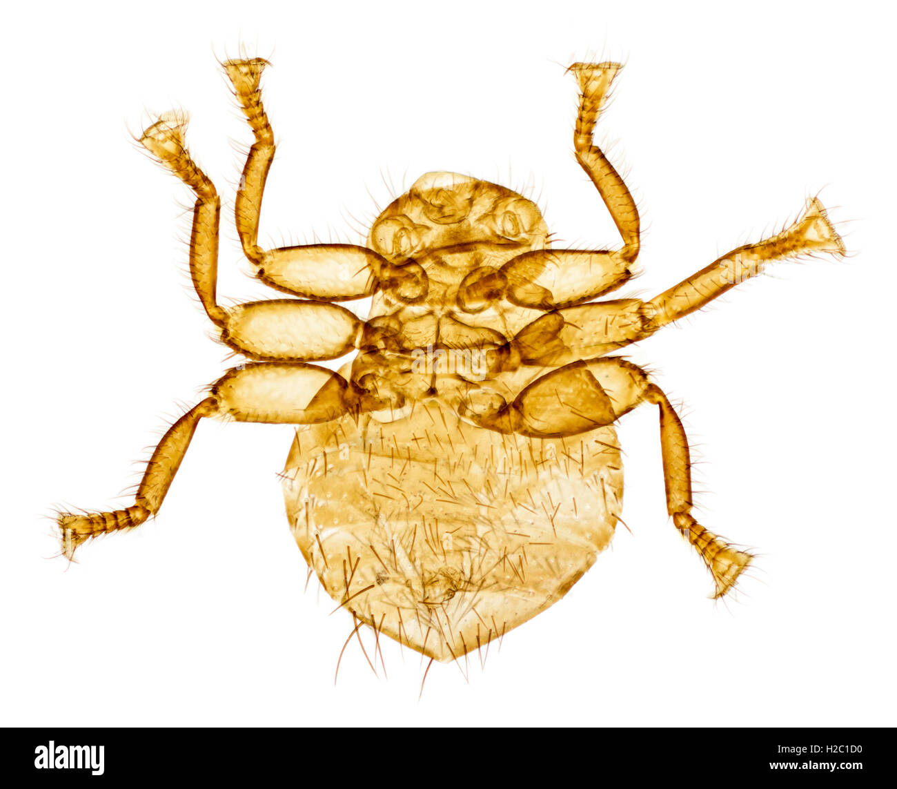 Bee louse fly, Braula coeca, photomicrograph Stock Photo
