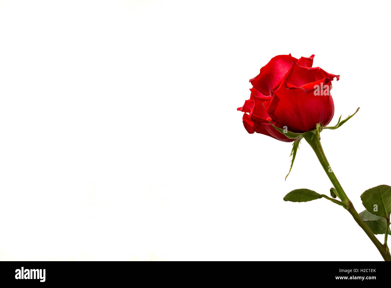 red rose isolated in a corner on a white background Stock Photo - Alamy