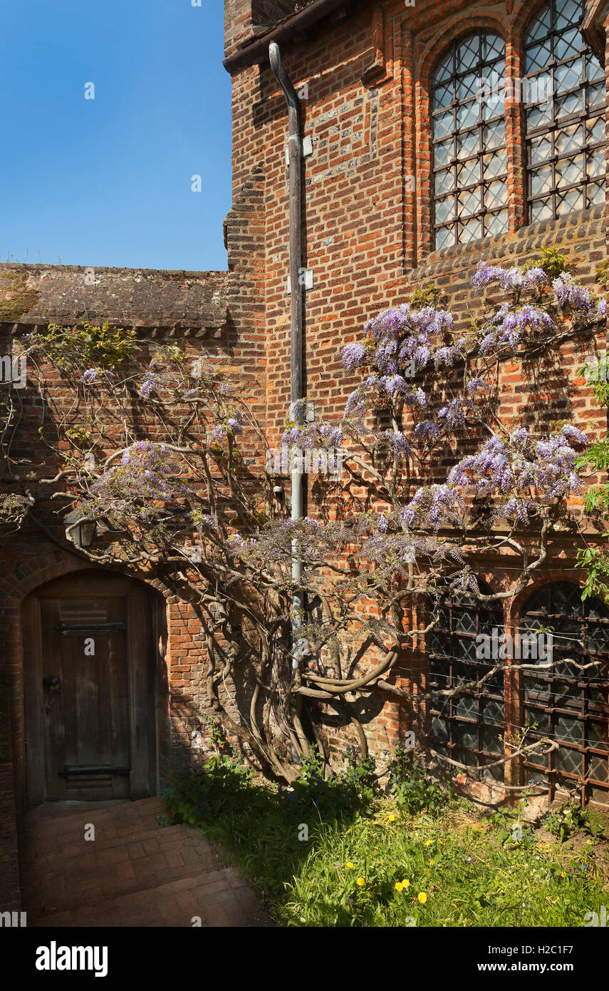Hatfield House, Uk, Wisteria growing against a wall, summer, ancient doorway, Jacobean windows Stock Photo