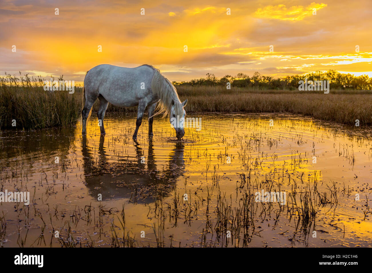 White horses at sunset in the Camargue, France Stock Photo