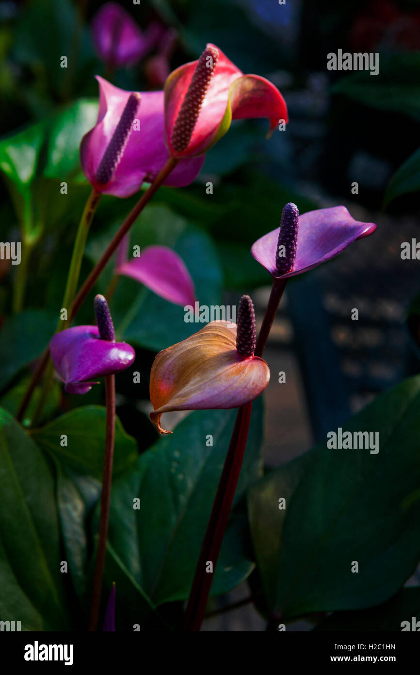 Colorful anthurium flowers in dark background Stock Photo - Alamy