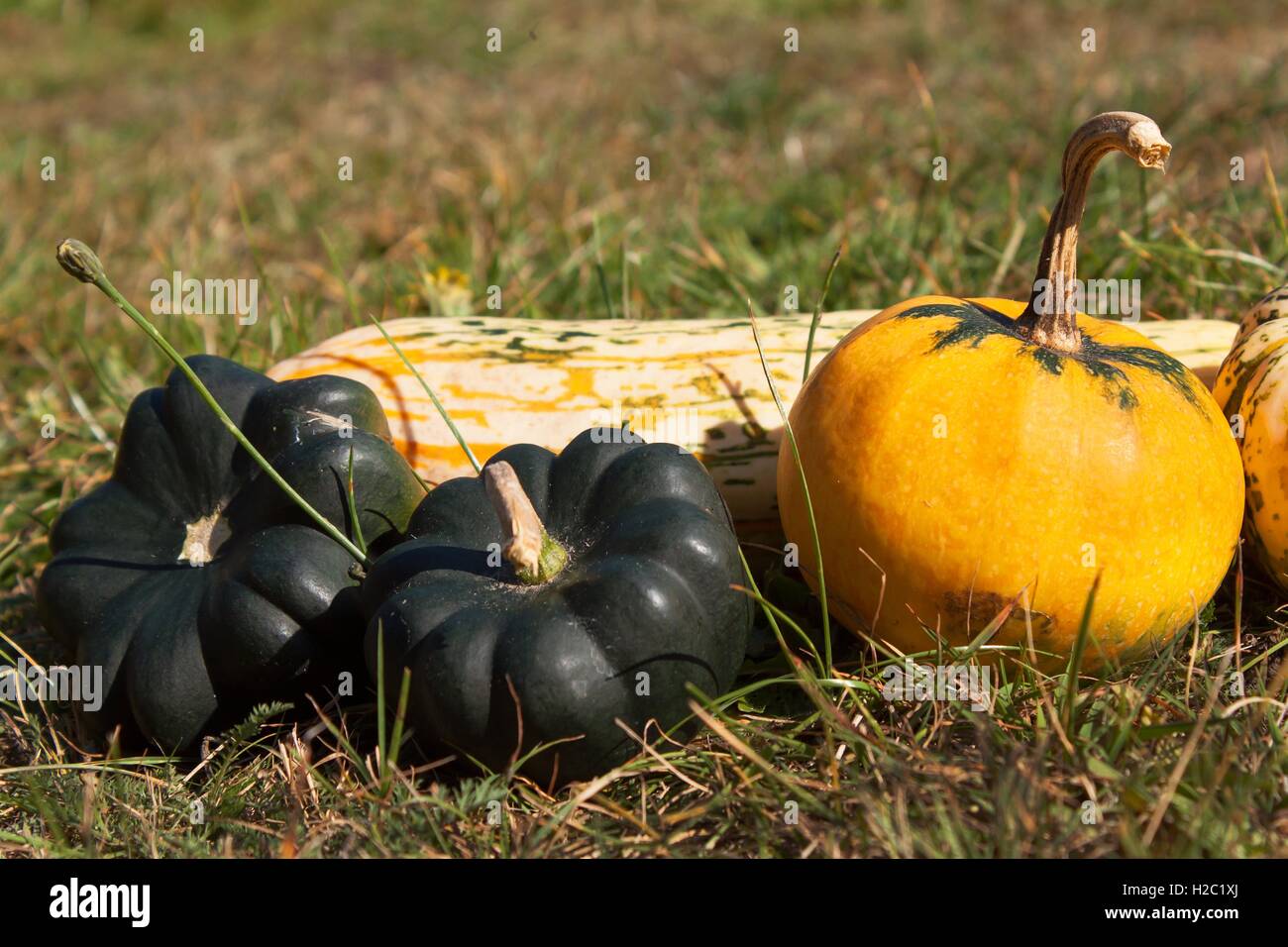 Autumn ornamental pumpkins hi-res stock photography and images - Alamy