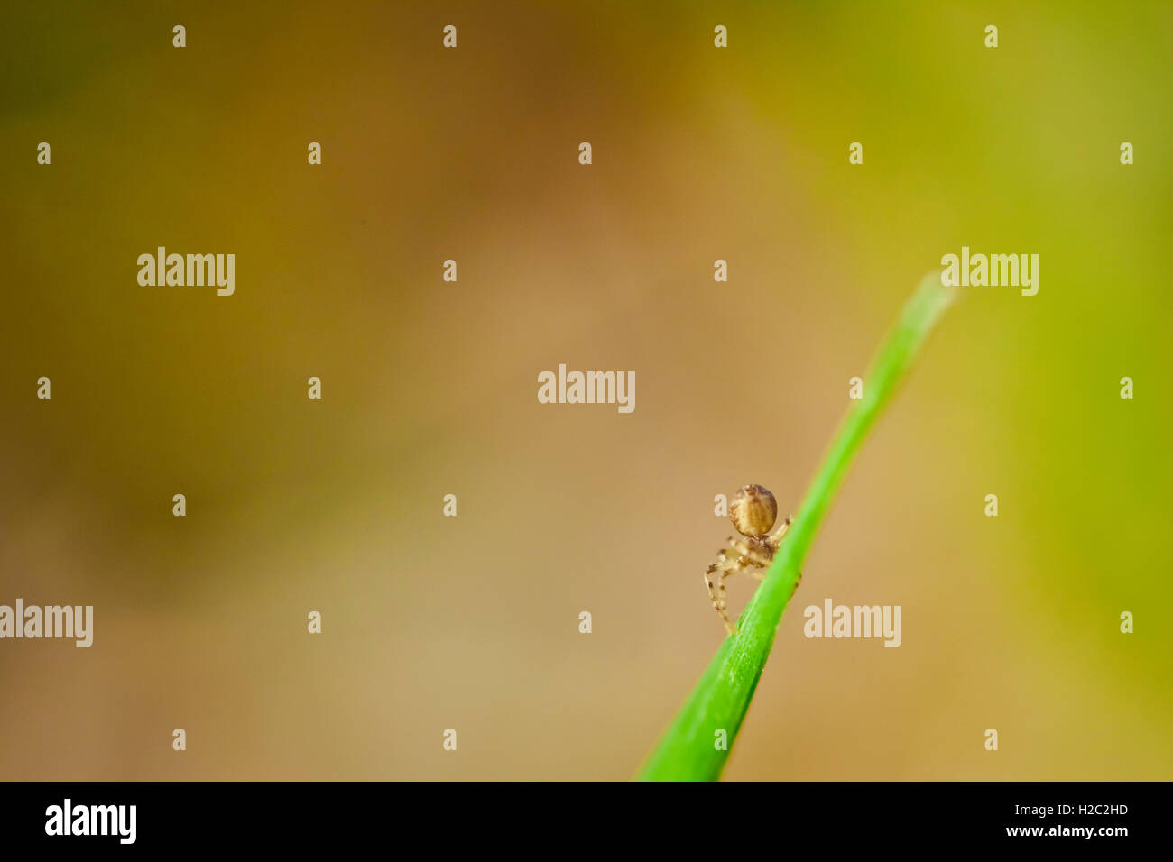 Macro photography of little spider Stock Photo - Alamy