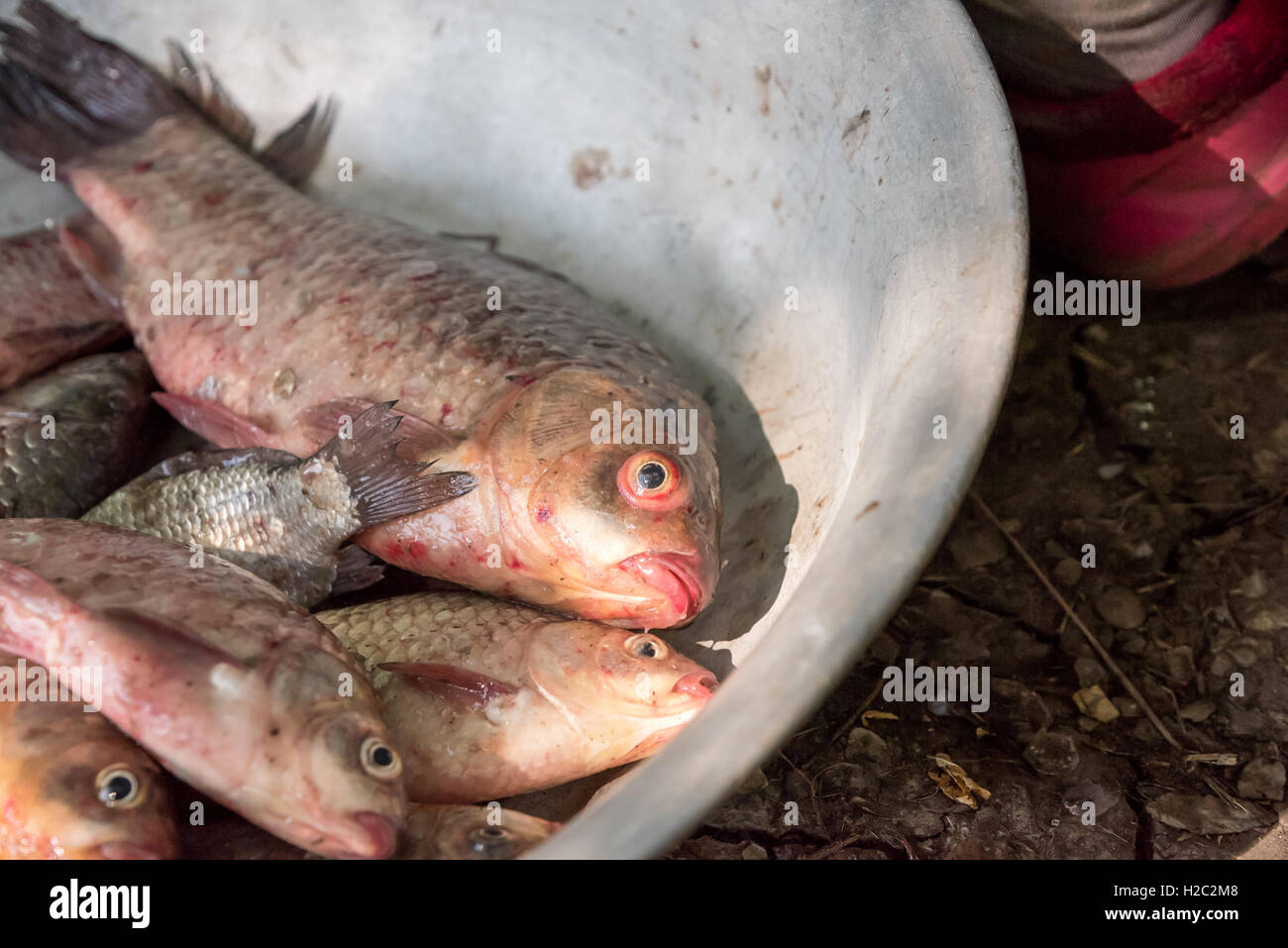 Closeup of Dead fish in basin, selective focus and shallow depth of field. Fish in the basin dead. Stock Photo