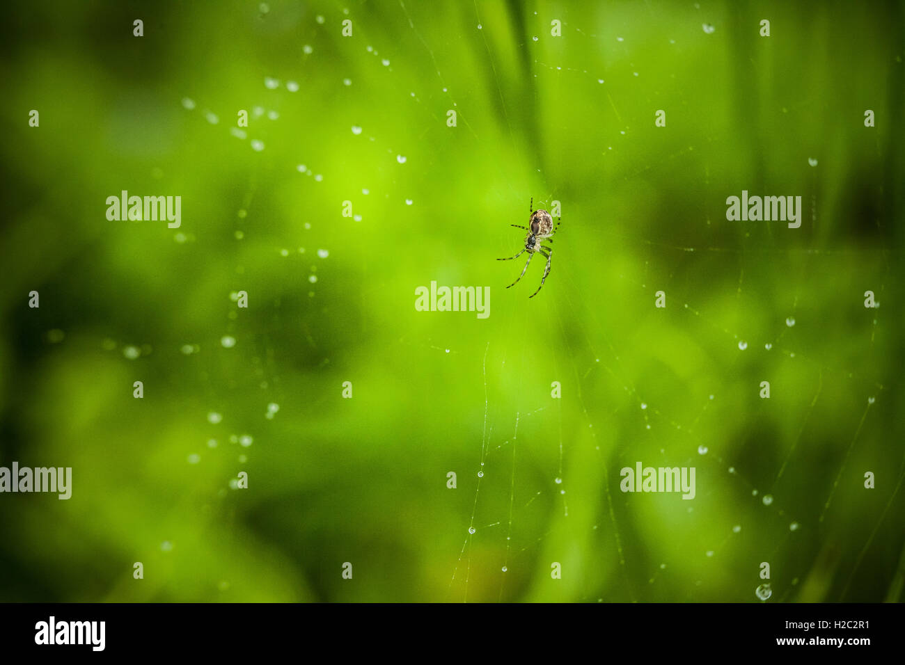 Macro photography of little spider Stock Photo - Alamy