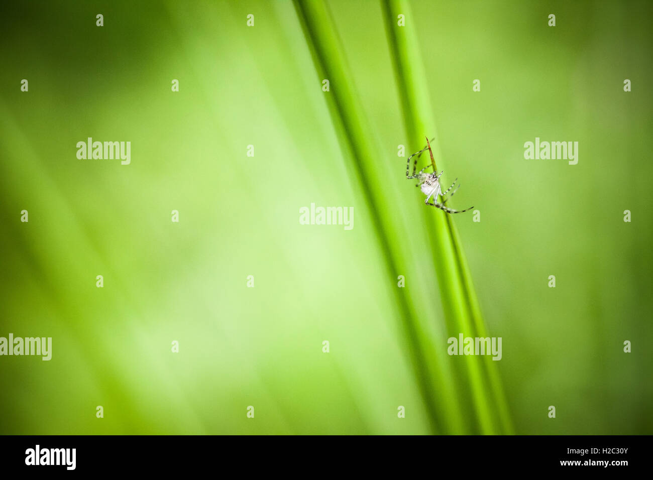 Macro photography of little spider Stock Photo - Alamy