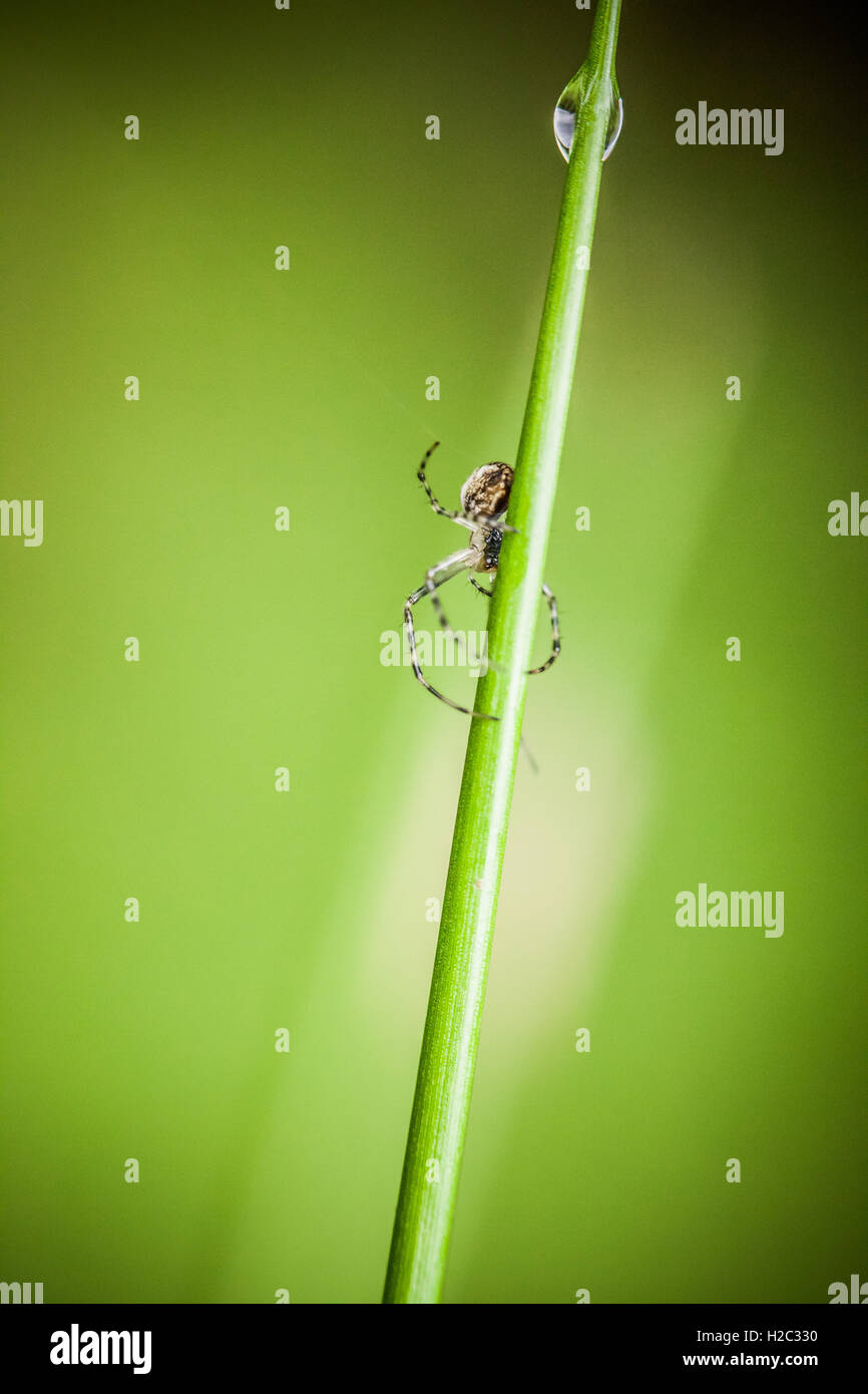 Macro photography of little spider Stock Photo - Alamy