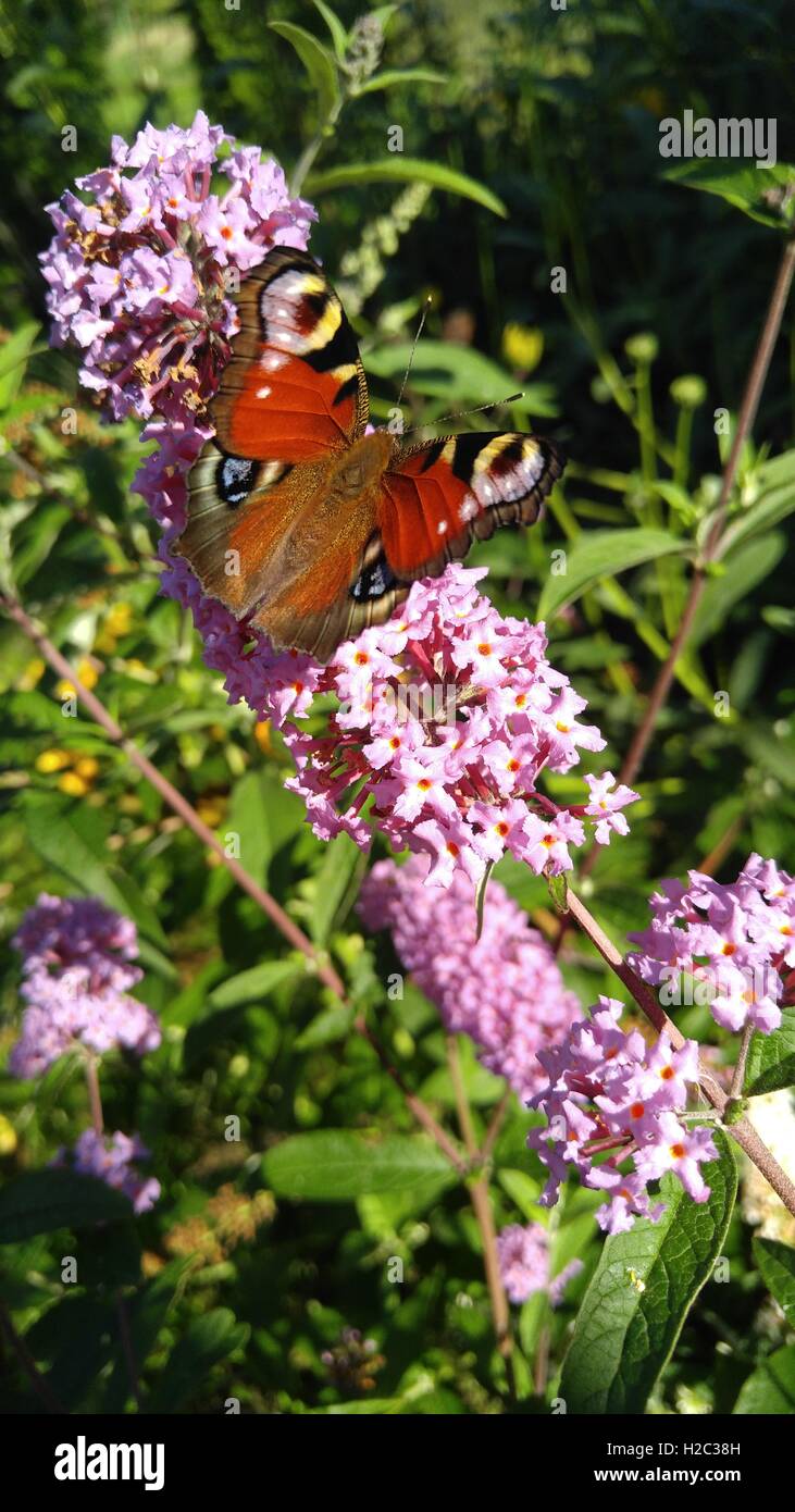 Buddleja davidii with butterfly drinking nectar Stock Photo