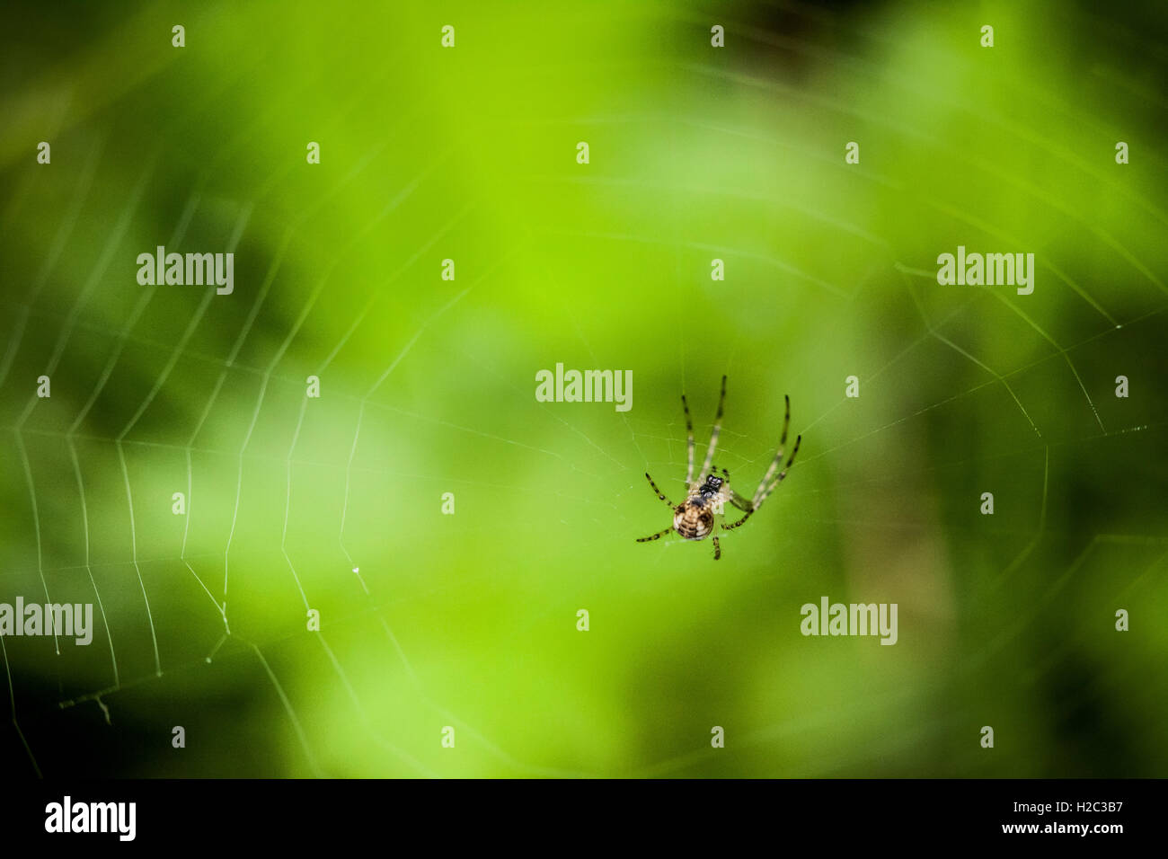 Macro photography of little spider Stock Photo - Alamy