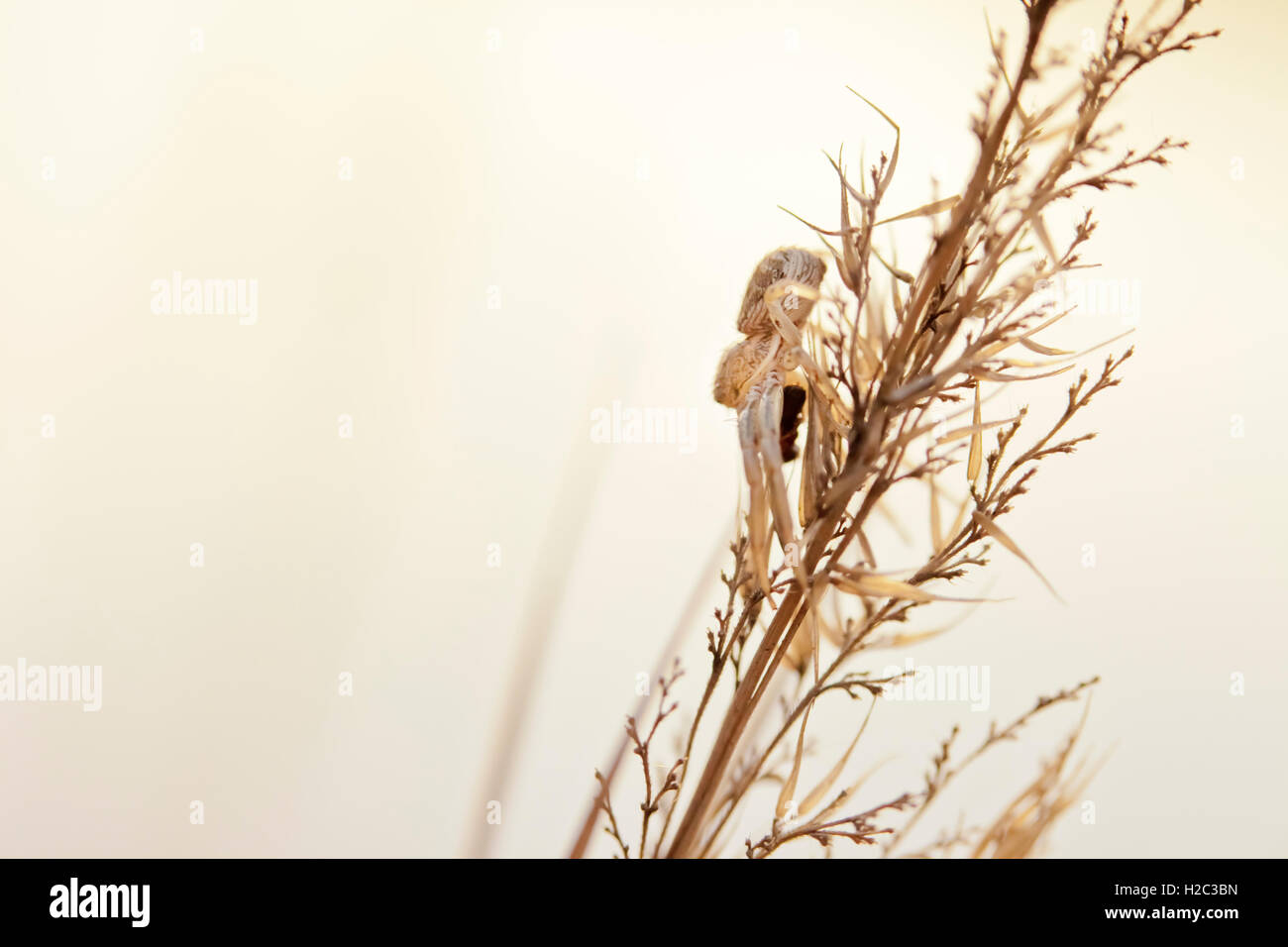 Macro photography of little spider Stock Photo - Alamy