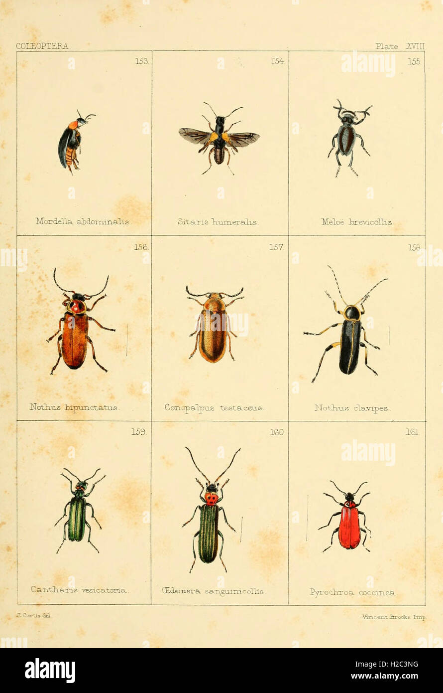 British beetles (Plate XVIII) Stock Photo