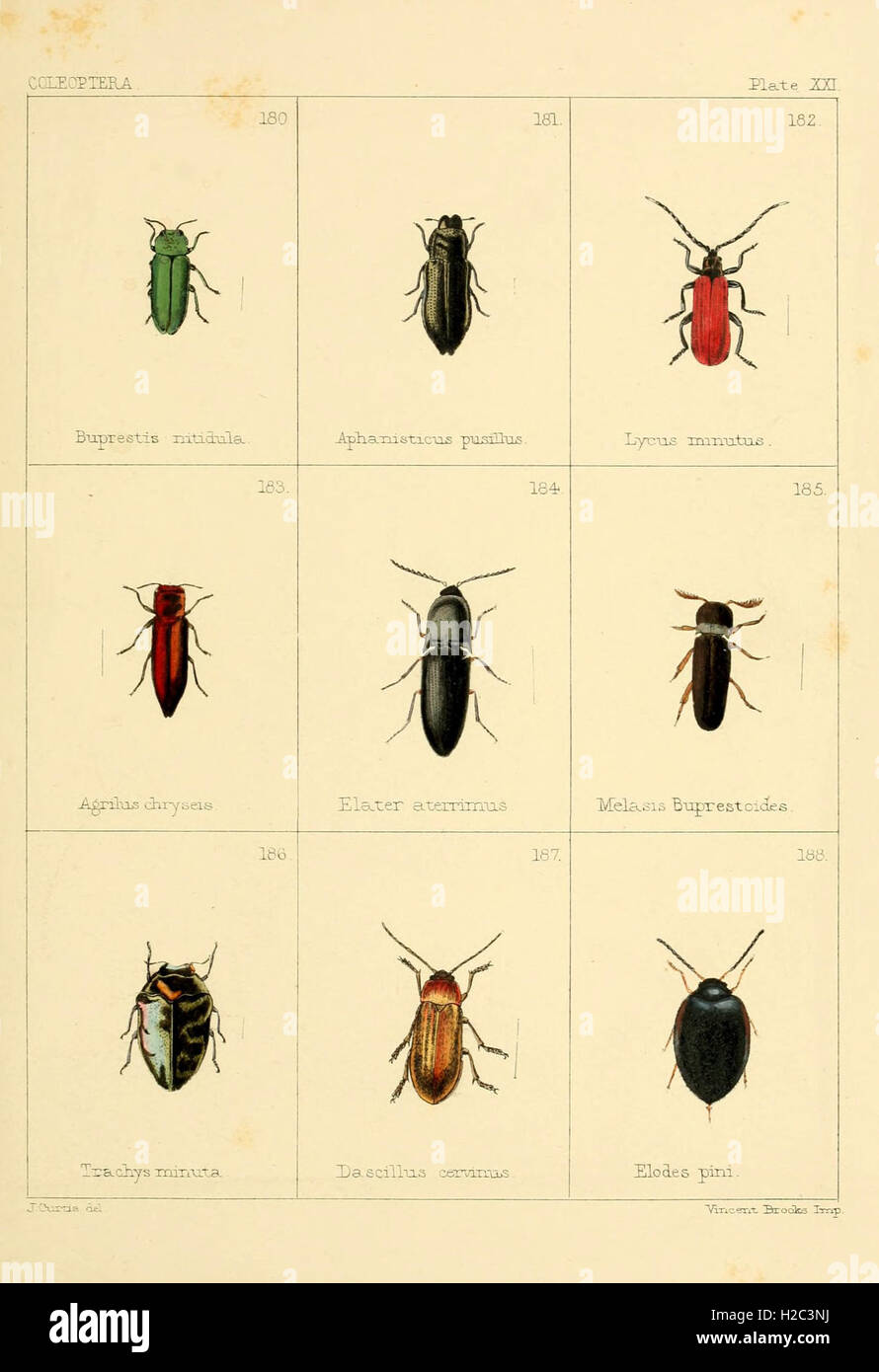 British beetles (Plate XXI) Stock Photo