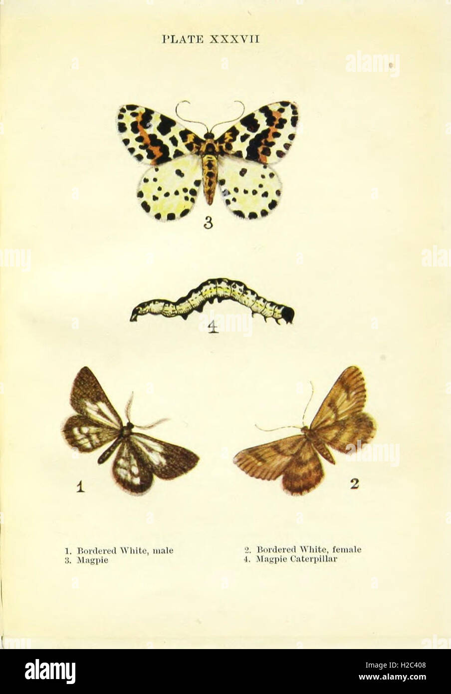 An illustration featuring butterflies and moths, highlighting key