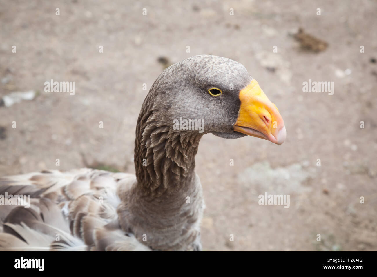 Gray goose with yellow beak, closeup profile portrait Stock Photo