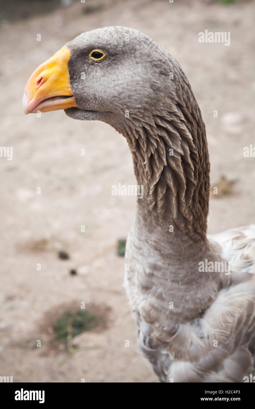 Gray goose with yellow beak, close up profile portrait Stock Photo