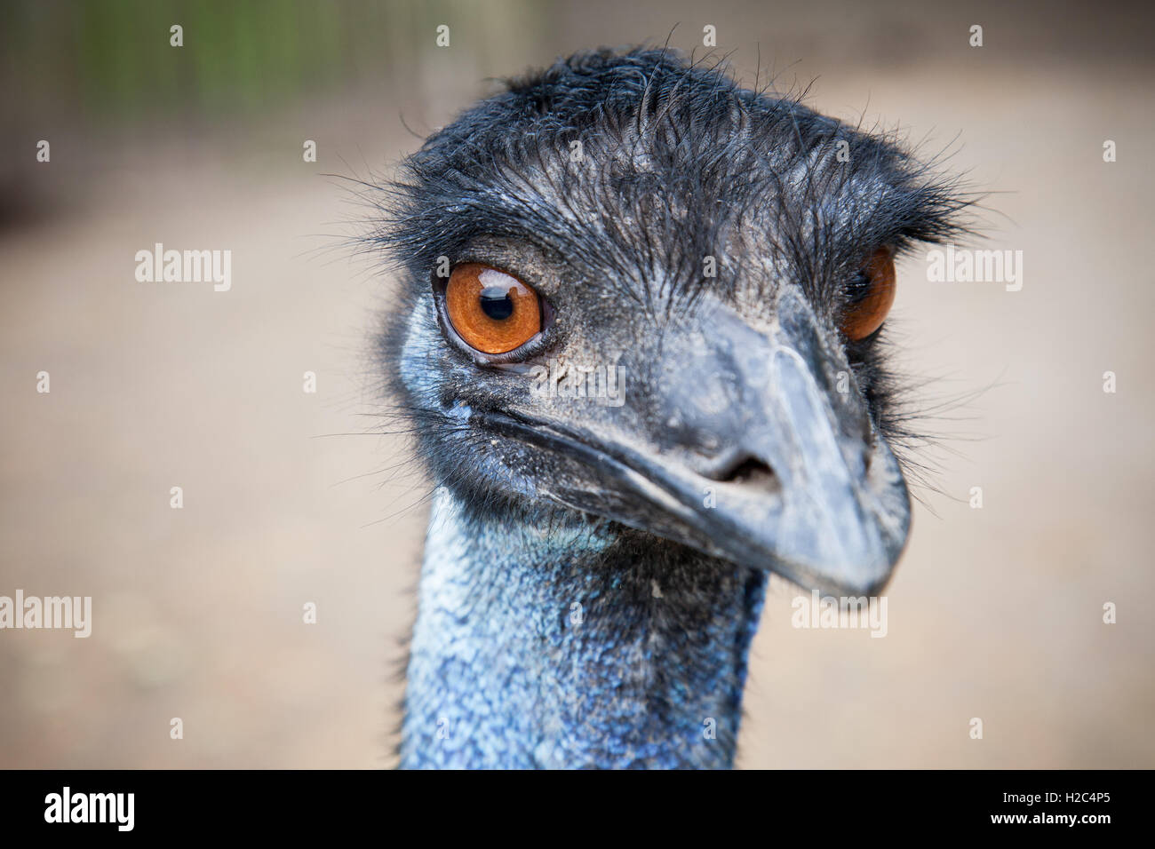 Emu eyes hi-res stock photography and images - Alamy