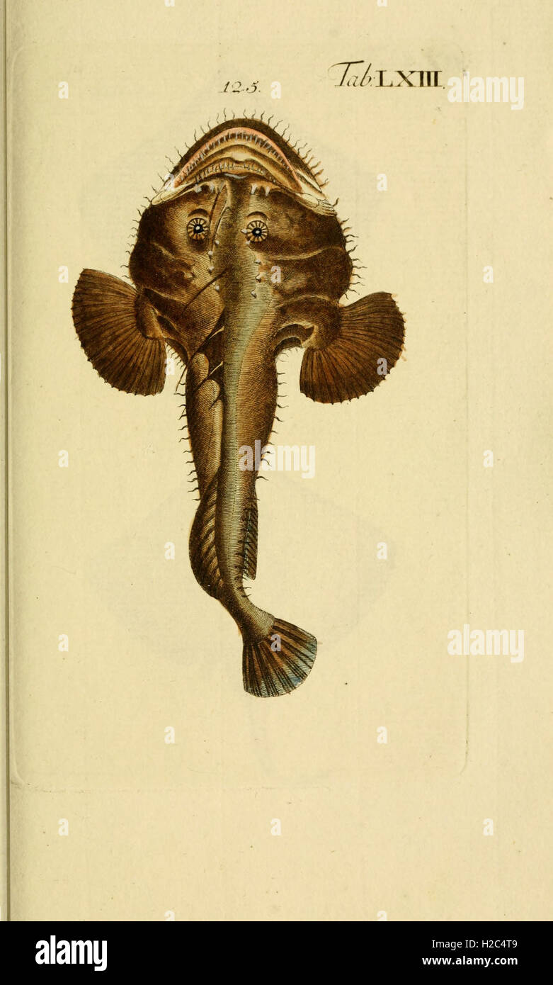 This work provides detailed illustrations and descriptions of various ...