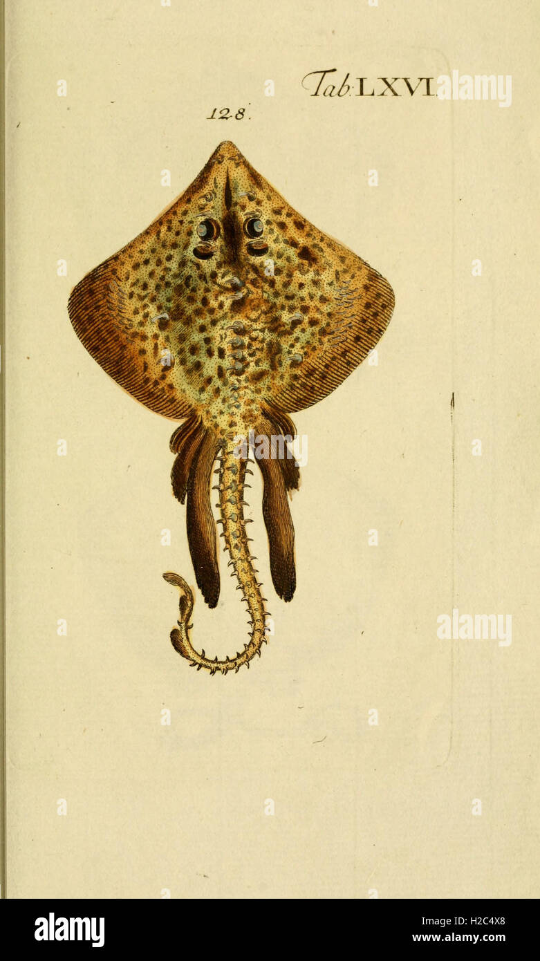 An illustrated work describing various fish species, with detailed ...