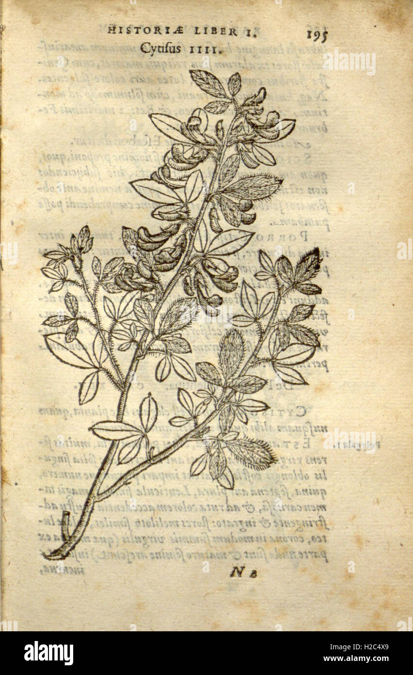 Caroli Clusii Atrebat Rariorum alioquot stirpium per Hispanias observatarum historia (Page 195) Stock Photo