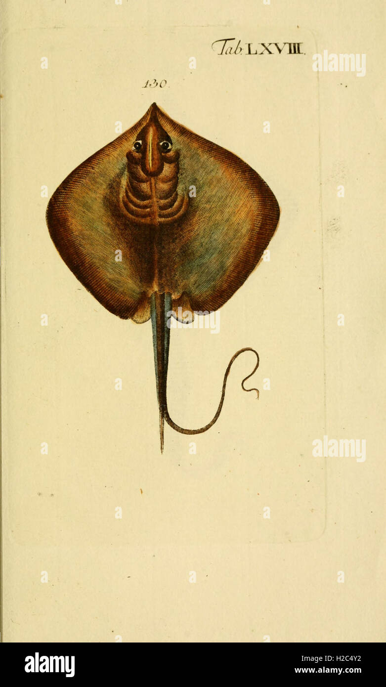 This work offers illustrations and descriptions of various fish species ...