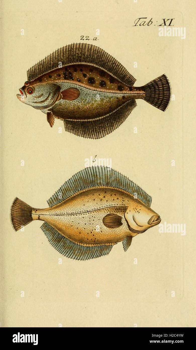 An illustration and description of various fish species, with a focus ...