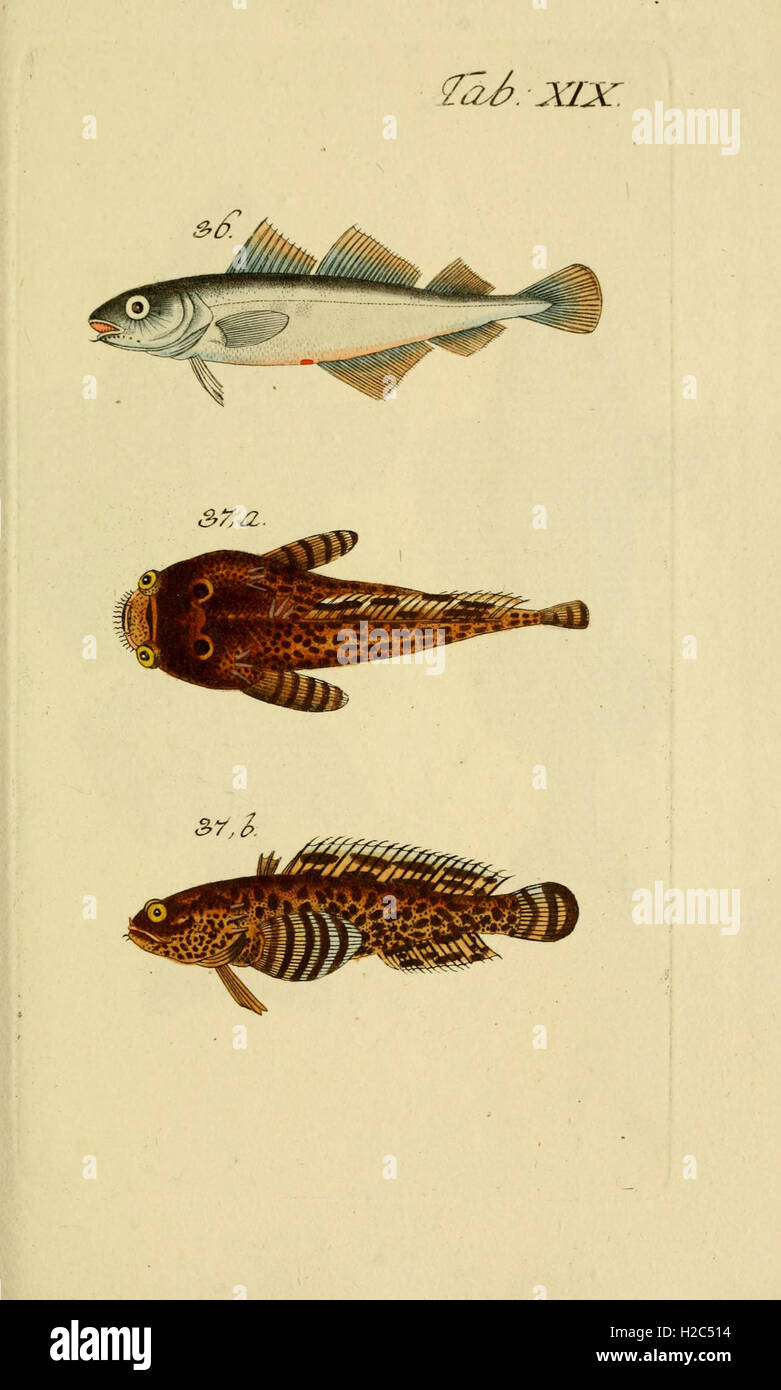 This work offers detailed illustrations and descriptions of various ...