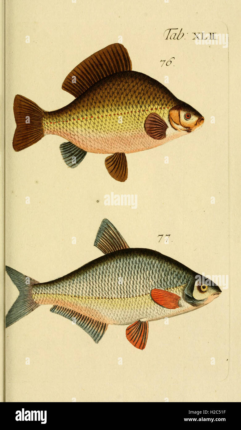 An illustration and description of various fish species, shown in Table ...