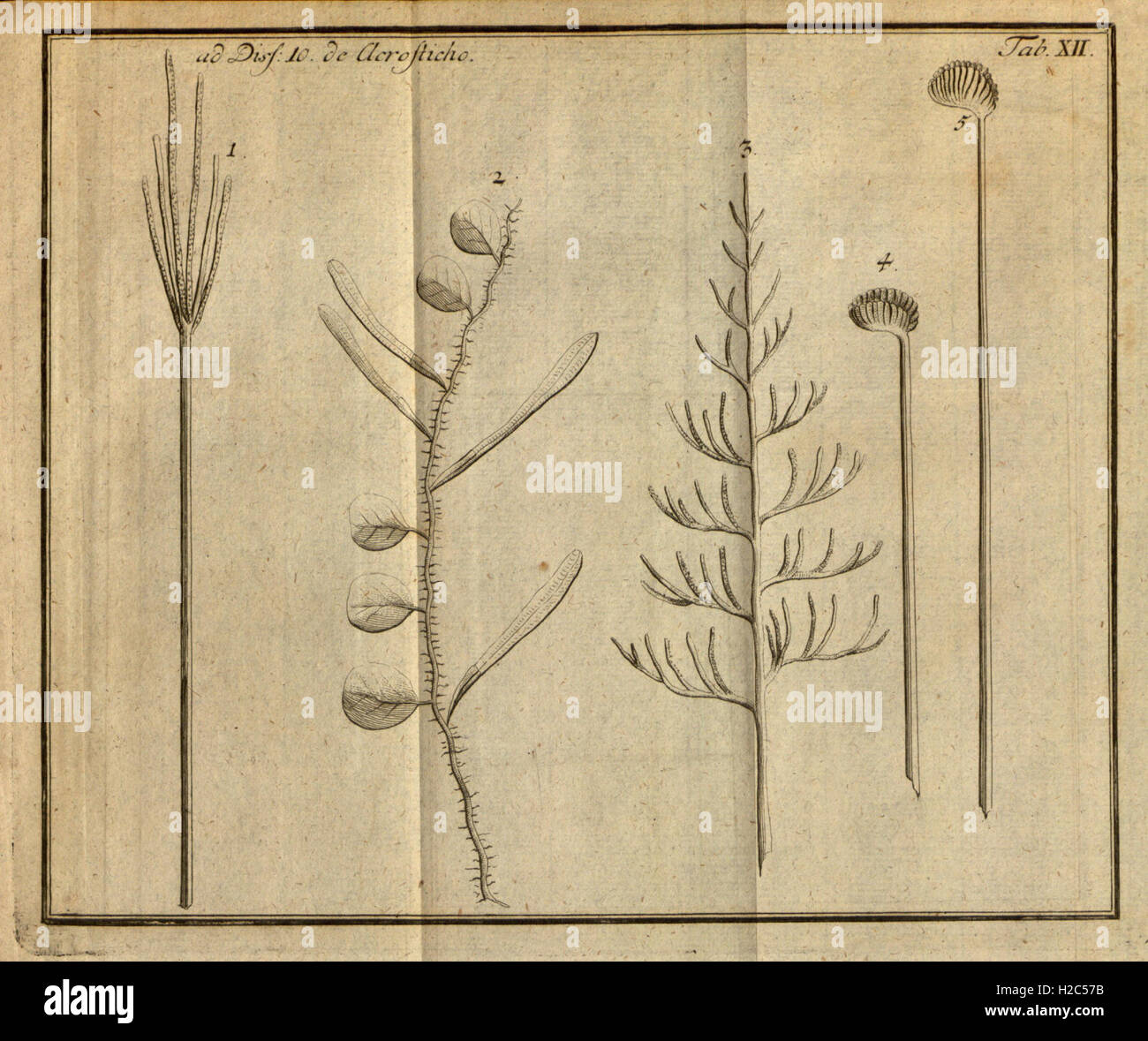 Carl linnaeus medical hi-res stock photography and images - Alamy