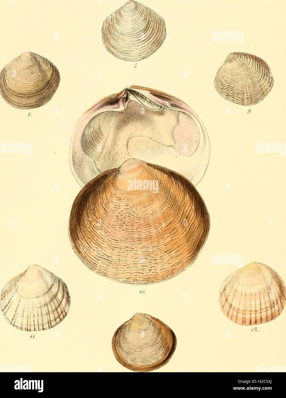 This publication provides detailed illustrations of molluscan shells ...