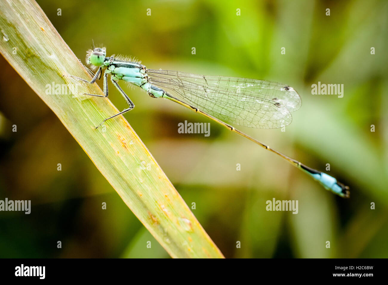 Macro photography of little dragonfly Stock Photo - Alamy